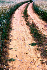 Dirty road in a wheat field