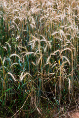 Wheat field on a sunny spring day