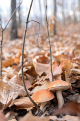 White mushrooms in the autumn forest on the background of yellow leaves