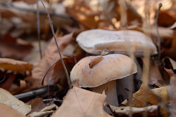 White mushrooms in the autumn forest on the background of yellow leaves