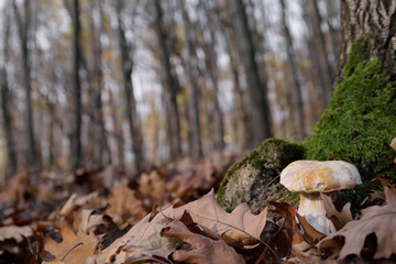 White mushrooms in the autumn forest on the background of yellow leaves
