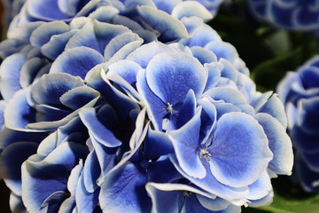 青い色のアジサイの花
