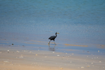 Black birds are living by the sea.