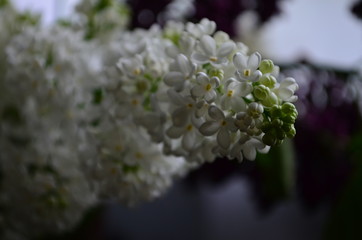 spring flowers, a lilac branch with white flowers and buds on a background of green foliage