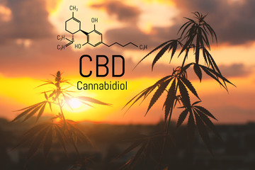 CBD is in hemp extract. Cannabidiol Formula. Concept of use in the form of gels, oils, extracts,...