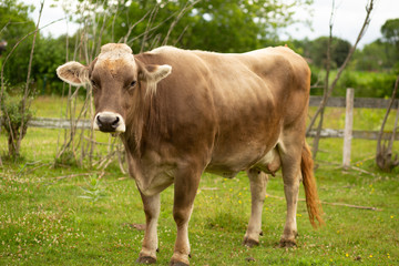 Naklejka na ściany i meble Brown Cow standing alone on in field looking angry at camera
