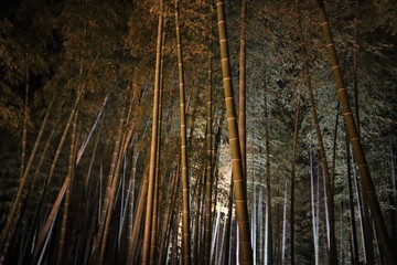 日本の夜の竹林