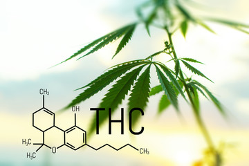 Legalized marijuana with a high level of THC for medical use, entertainment use of marijuana. Food...