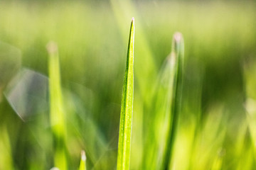 Gras