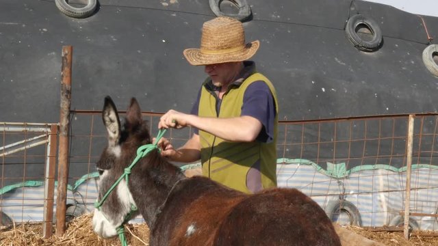 Caucasian man wearing hat puts on harness on donkey