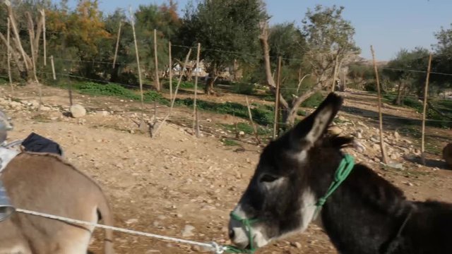 Young unrecognizable man leading two donkeys across oasis