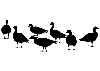Wild ducks flock on white background