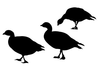 Wild ducks flock on white background