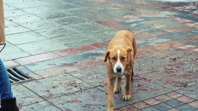 Slow Motion Shot of a Stray Dog Walking in the Wet and Snowy City