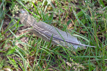 Schöne Greifvogelfeder im Gras
