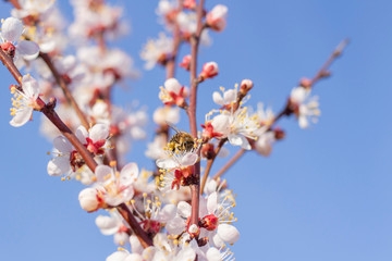 bee wasp collecting pollen pollinating a flower spring flowers bloom on fruit trees apricot tree against a blue sky