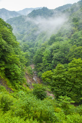 雨上がりの自然風景