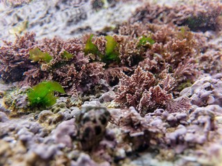 Life at the seashore at low tide