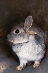 ウサギ