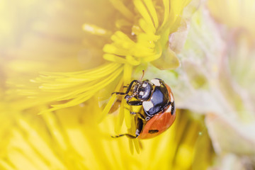 Ladybug on a yellow flower. Bright macro photo. Minimalism, summer nature concept for posters, postcards. Copy space.