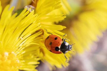 Ladybug on a yellow flower. Bright macro photo. Minimalism, summer nature concept for posters, postcards. Copy space.