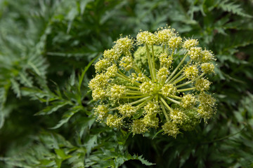 Macrophotographie de fleur sauvage - Molopospermum peloponnesiacum