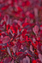 Close-up of photinia plant with natural light at sunrise