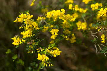 Obraz premium Yellow lower bush in a forest