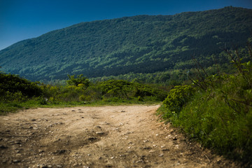 Fototapeta na wymiar A trail in a forest at a mountain