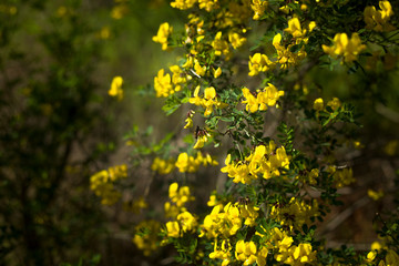 Yellow lower bush in a forest