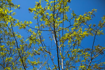 Branches of tree against blue sky