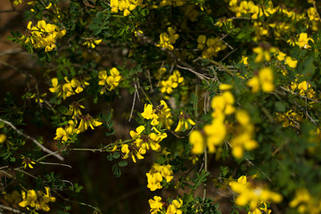 Yellow flower bush in a forest