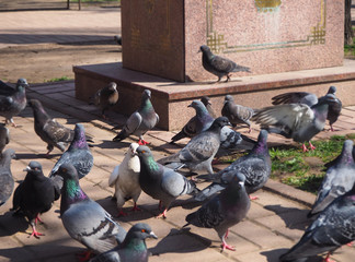 Fototapeta premium Cute couple of pigeon are standing in the crowd of birds on the street