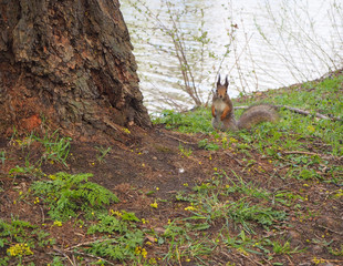 Cute squirrel in the park standing on the grass on the river bank