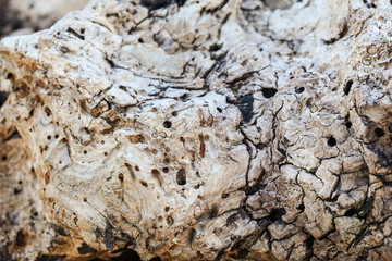 Old tree texture nature background