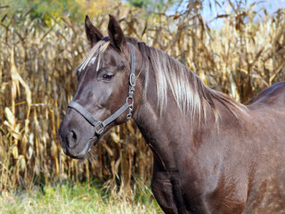Portrait of the  beautiful silvery-black mare against the background of the dried autumn vegetation