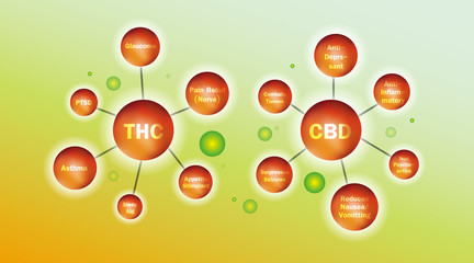 What is the difference between THC and CBD?
