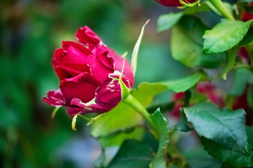 fragrant red roses on lush bushes in the garden