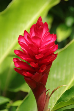 Red Ginger flower in the rain forest of St. Lucia