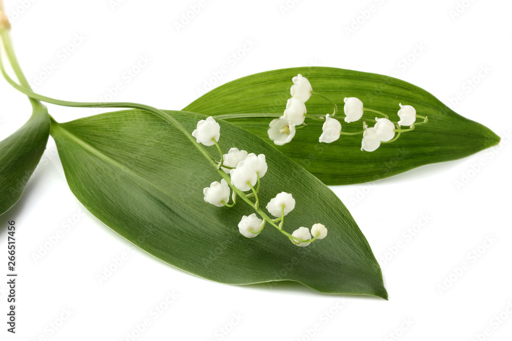 Wall mural Lilly of the valley flowers and leaves  isolated.