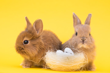 Easter bunny rabbits with egg
