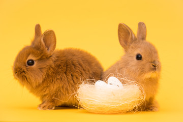Easter bunny rabbits with egg