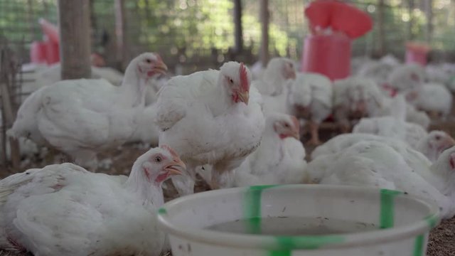 Broiler chickens in captivity sneezing and moving around , close up shot