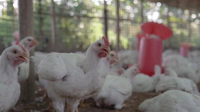 Growing 45 days old broiler chickens in a poultry farm trapped, close up shot