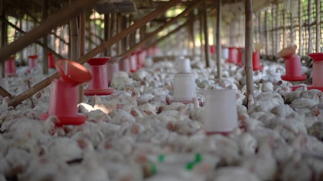 Broiler chicken poultry farm meat industry, medium shot