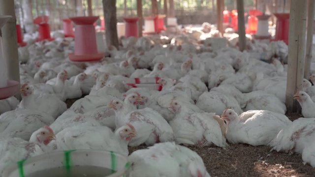 Claustrophobic congested 45 old days broiler chickens ready to sell