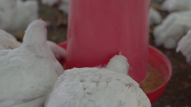 Hungry broiler chickens feeding on grains from a manual feeder, close up shot