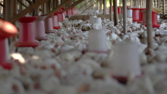 Trapped broiler chickens in a poultry farm tight cage, medium shot