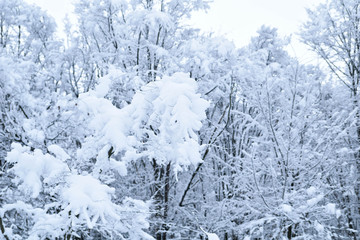 Landscapes of the winter forest with falling snow - wonderland park with snowfall. Snowy winter landscape scene - Image