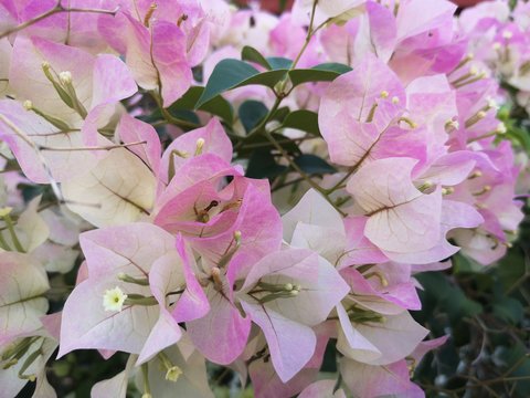Fresh bougainvillea flowers in the park.